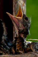2012-05-12 Baby Robins and nest-145