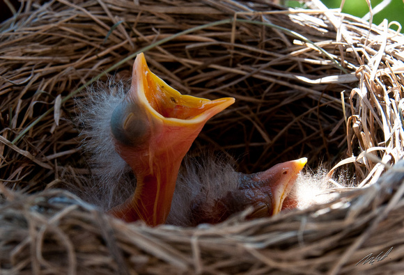 2012-05-12 Baby Robins and nest-104