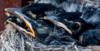 2012-05-12 Baby Robins and nest-165