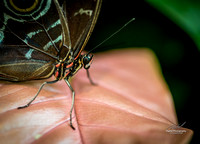 2019-02-26 Ottawa Museum of Nature-0143