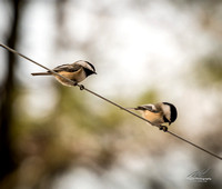 2018-12-15 Frontenac Christmas Bird Count-0165