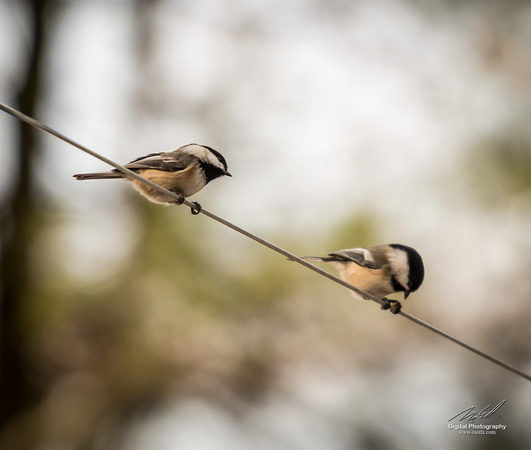 2018-12-15 Frontenac Christmas Bird Count-0165