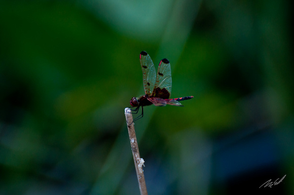 2011-06-29 Dragonflies-77