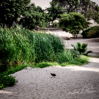 2024-01-31 Peru 2024-0415