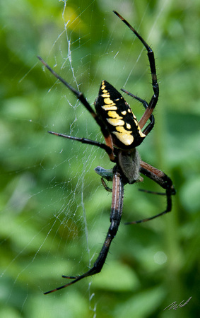 2012-08-11 In the Garden and Garden Spider-0657