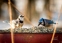 2019-02-09 Topsy Farm Bird Outing on Amherst Island-0119