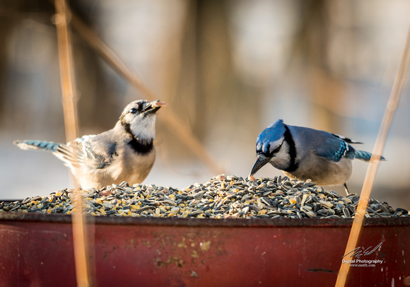 2019-02-09 Topsy Farm Bird Outing on Amherst Island-0119