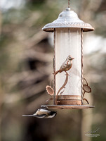 2018-12-15 Frontenac Christmas Bird Count-0143