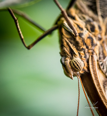 2019-02-26 Ottawa Museum of Nature-0149