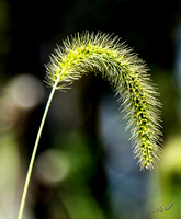 Sample Gallery