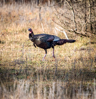2018-12-15 Frontenac Christmas Bird Count-0135