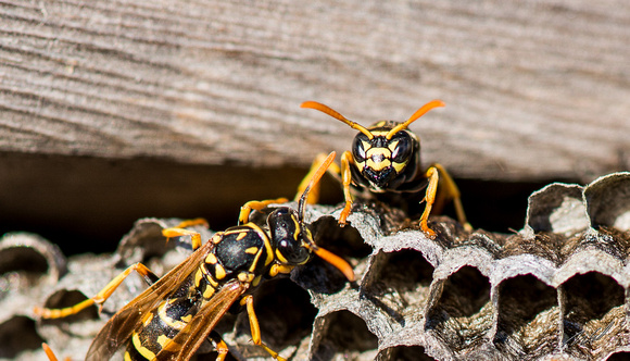 2013-07-25 Wasps on a Fence-2049