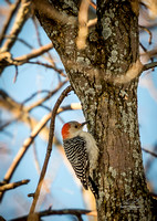 2019-02-09 Topsy Farm Bird Outing on Amherst Island-0152