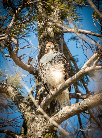 2019-02-09 Topsy Farm Bird Outing on Amherst Island-0303