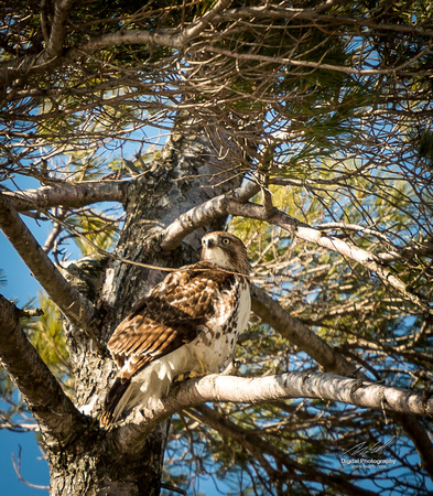 2019-02-09 Topsy Farm Bird Outing on Amherst Island-0295