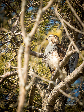 2019-02-09 Topsy Farm Bird Outing on Amherst Island-0301