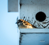 2019-02-09 Topsy Farm Bird Outing on Amherst Island-0107