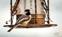 2018-12-15 Frontenac Christmas Bird Count-0151