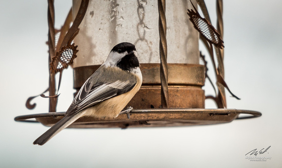 2018-12-15 Frontenac Christmas Bird Count-0151