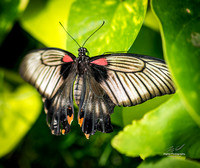 2019-02-26 Ottawa Museum of Nature-0135