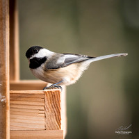2018-12-15 Frontenac Christmas Bird Count-0148