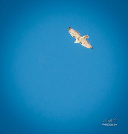 2019-02-09 Topsy Farm Bird Outing on Amherst Island-0300