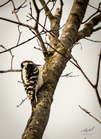 2018-12-15 Frontenac Christmas Bird Count-0156