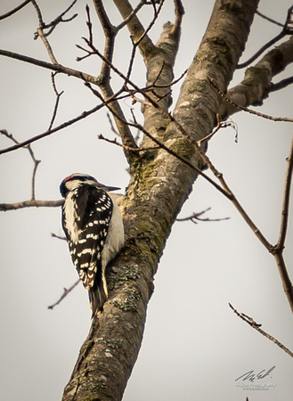 2018-12-15 Frontenac Christmas Bird Count-0156