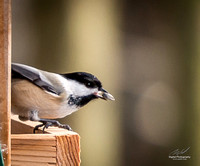 2018-12-15 Frontenac Christmas Bird Count-0144