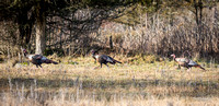 2018-12-15 Frontenac Christmas Bird Count-0134