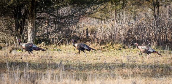 2018-12-15 Frontenac Christmas Bird Count-0134