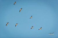 2019-02-09 Topsy Farm Bird Outing on Amherst Island-0192