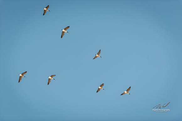 2019-02-09 Topsy Farm Bird Outing on Amherst Island-0192