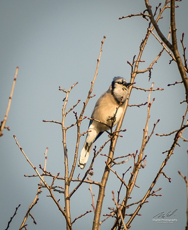 2018-12-15 Frontenac Christmas Bird Count-0129