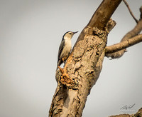 2018-12-15 Frontenac Christmas Bird Count-0162