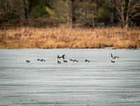 2018-12-15 Frontenac Christmas Bird Count-0137