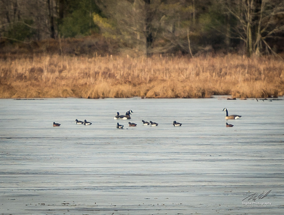 2018-12-15 Frontenac Christmas Bird Count-0137