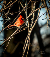 2019-02-09 Topsy Farm Bird Outing on Amherst Island-0142