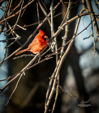 2019-02-09 Topsy Farm Bird Outing on Amherst Island-0142