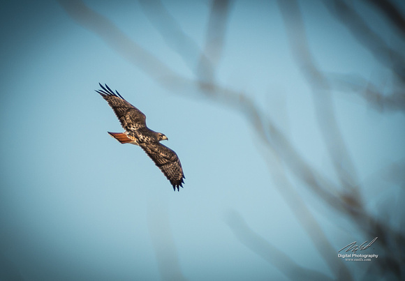 2019-02-09 Topsy Farm Bird Outing on Amherst Island-0210