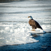 2019-02-09 Topsy Farm Bird Outing on Amherst Island-0317