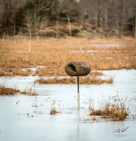 2018-12-15 Frontenac Christmas Bird Count-0178